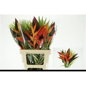 HELICONIA BOEKET