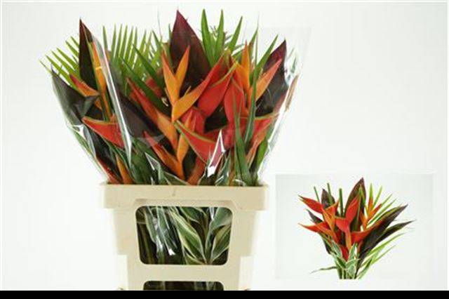 <h4>HELICONIA BOEKET</h4>