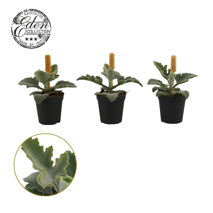 <h4>Kalanchoe Beharensis 5,5cm</h4>