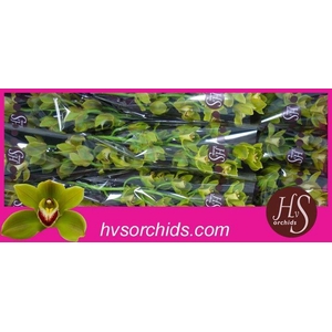 CYMB T JUNGLE TRAIL 50 CM