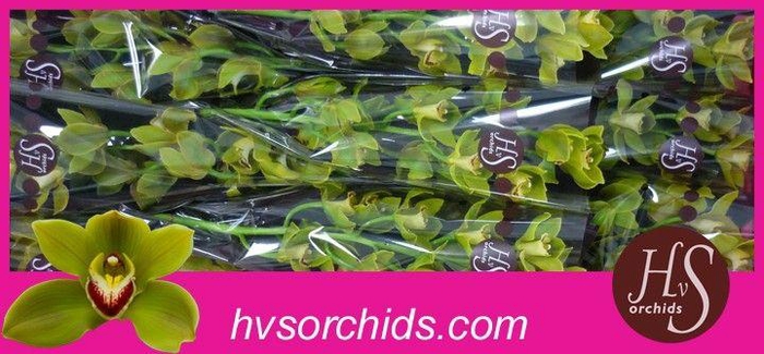 <h4>CYMB T JUNGLE TRAIL 50 CM</h4>