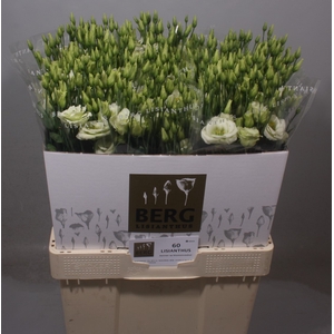 Lisianthus Rosita Green