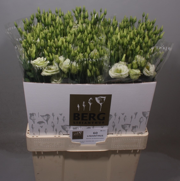 <h4>Lisianthus Rosita Green</h4>