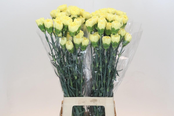 <h4>Dianthus St Ilias</h4>