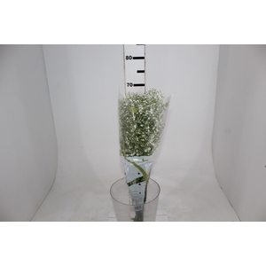 GYPSOPHILA DYNAMIC LOVE 070 CM MIN 250 GRAMAS