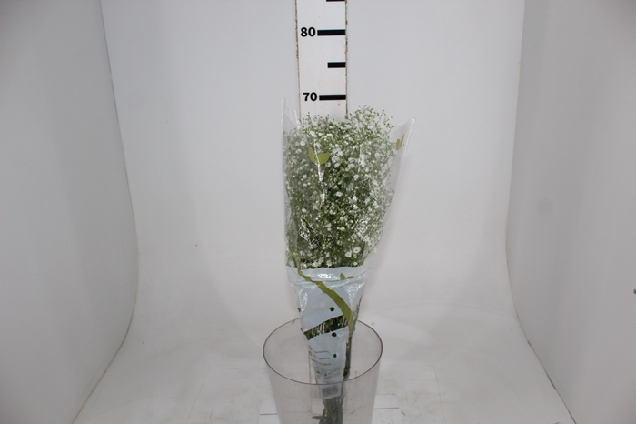 <h4>GYPSOPHILA DYNAMIC LOVE 070 CM MIN 250 GRAMAS</h4>