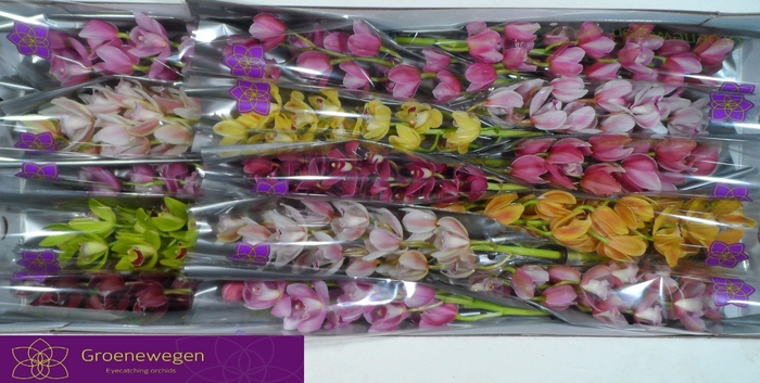 <h4>CYMB MI GEM</h4>