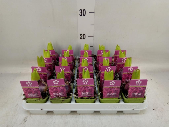 <h4>Hyacinthus orie. 'Purple Sensation'</h4>