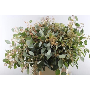 Euc Polyan Frui P Bs