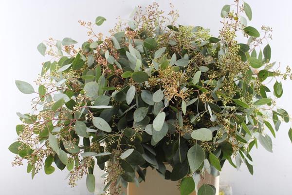 <h4>Euc Polyan Frui P Bs</h4>