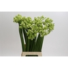 Ornithogalum Saundersiae
