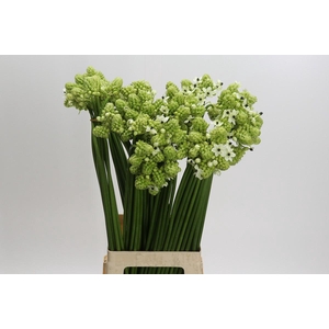 Ornithogalum Saundersiae