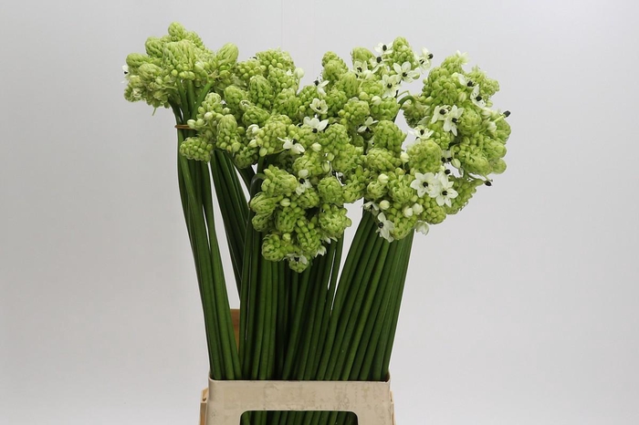 <h4>Ornithogalum Saundersiae</h4>