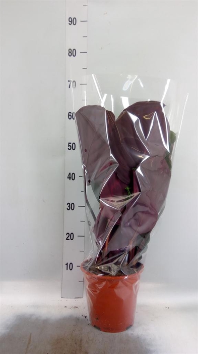 <h4>Calathea  'Medallion'</h4>
