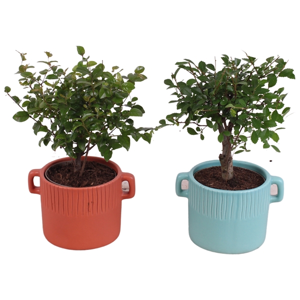 <h4>Bonsai Indoor Mix Ø 9cm Ball Shape in Ø14cm Ceramic EV463</h4>