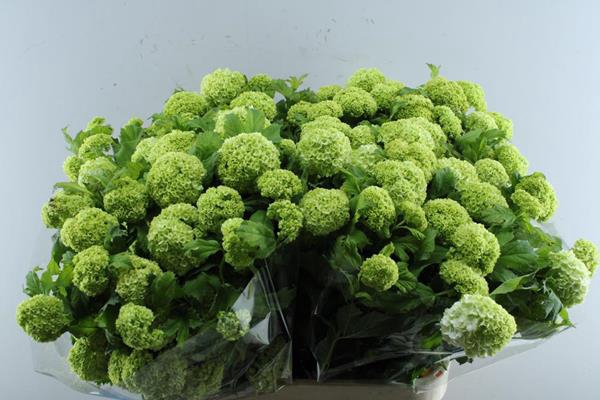 <h4>Viburnum Roseum St L85 4bal</h4>