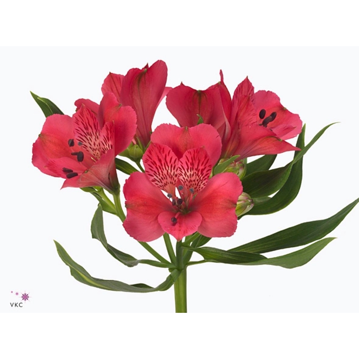 <h4>Alstroemeria Rome</h4>