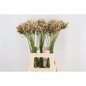 ALLIUM NECT SICULUM BULGAR ZAADDOOS