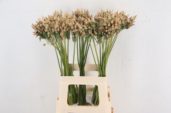 <h4>ALLIUM NECT SICULUM BULGAR ZAADDOOS</h4>