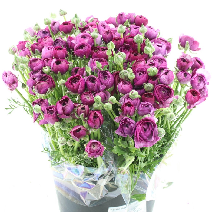 <h4>Ran El Violet Super</h4>