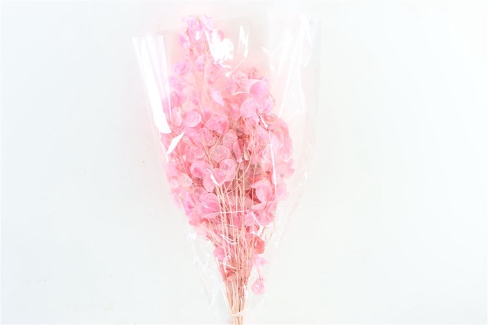 <h4>Dried Lunaria Pink Bunch Poly</h4>