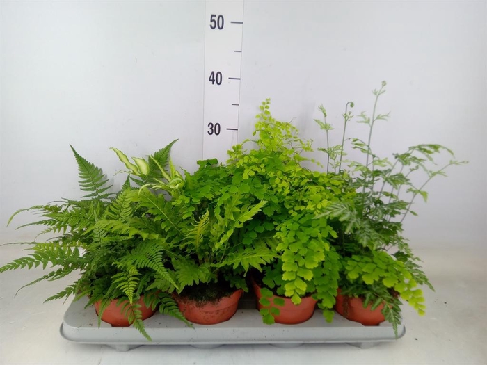 <h4>Ferns ...mix</h4>