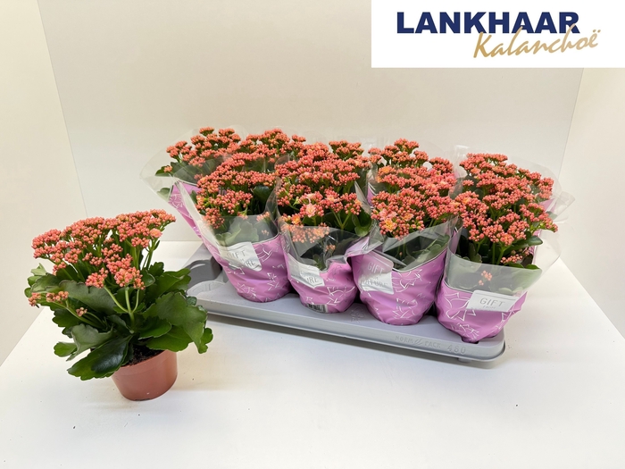 <h4>KAL GE PERFECTA PINK</h4>