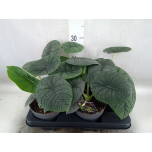 Alocasia   ...