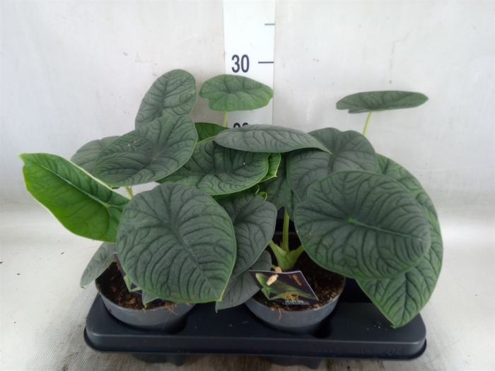 <h4>Alocasia   ...</h4>
