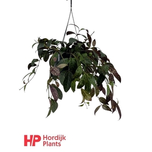 Aeschynanthus Marmoratus hangpot Zonder bloem, beperkt leverbaar