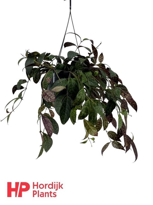 <h4>Aeschynanthus Marmoratus hangpot Zonder bloem, beperkt leverbaar</h4>