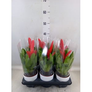 Vriesea  'Kallisto P'