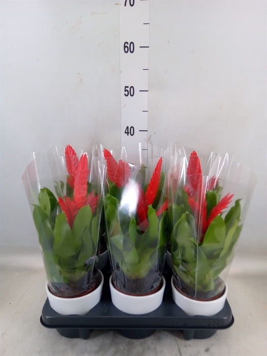 <h4>Vriesea  'Kallisto P'</h4>