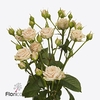 Rosa spray tanja