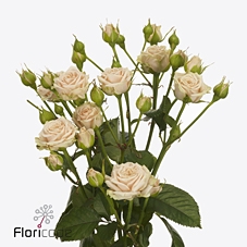 <h4>Rosa spray tanja</h4>