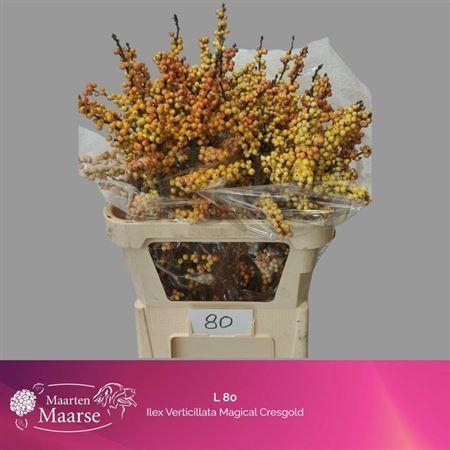 <h4>Ilex Ve Gresgold</h4>