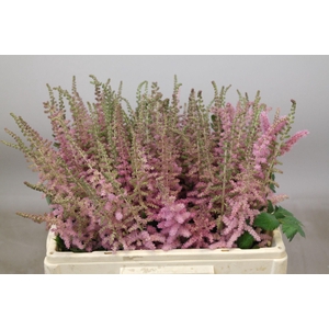 Astilbe Glitter And Glamour
