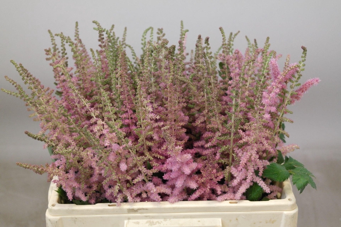 <h4>Astilbe Glitter And Glamour</h4>