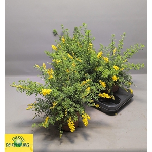 GENISTA X SP