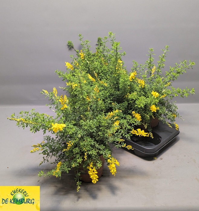 <h4>GENISTA X SP</h4>