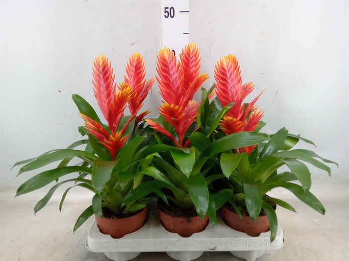 <h4>Vriesea  'Intenso Peach'</h4>