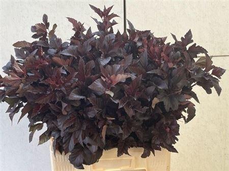 <h4>Physocarpus Op Diabolo</h4>