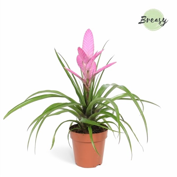 <h4>Tillandsia Antonio</h4>