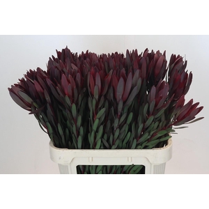 Leucadendron Saf Sunset Dark R.