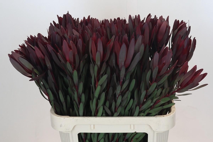 <h4>Leucadendron Saf Sunset Dark R.</h4>