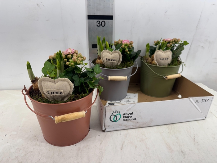 <h4>ARR PL IN SCHAAL</h4>