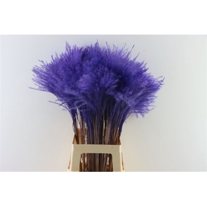 Dried Stipa Feather Milka P. Stem