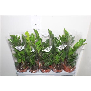 Zamio Zamiifolia 2-3