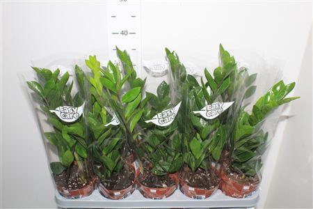 <h4>Zamio Zamiifolia 2-3</h4>