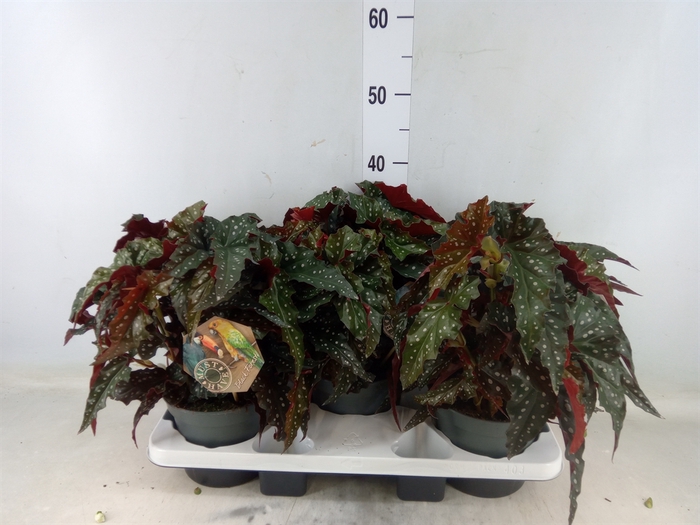 <h4>Begonia maculata</h4>